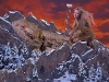 El Dorado Dragon Rider