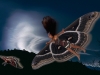 Black Witch Moth (Ascalapha odorata)